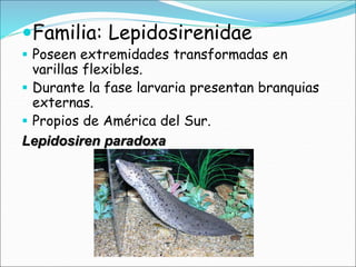 Familia: Lepidosirenidae
 Poseen extremidades transformadas en
varillas flexibles.
 Durante la fase larvaria presentan branquias
externas.
 Propios de América del Sur.
Lepidosiren paradoxa
 