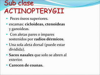 Sub clase
ACTINOPTERYGII
 Peces óseos superiores.
 escamas: cicloideas, ctenoideas
y ganoideas.
 Con aletas pares o impares
sostenidos por radios dérmicos.
 Una sola aleta dorsal (puede estar
dividida).
 Sacos nasales que solo se abren al
exterior.
 Carecen de coanas.
 