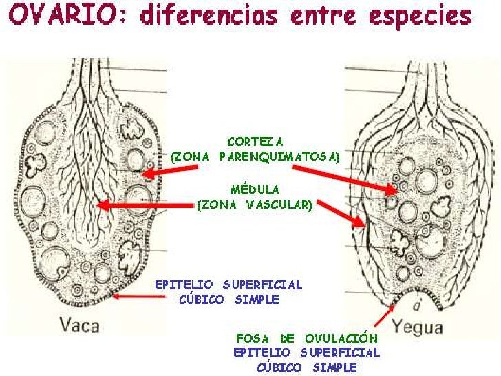 Clase ovario Clase ovario