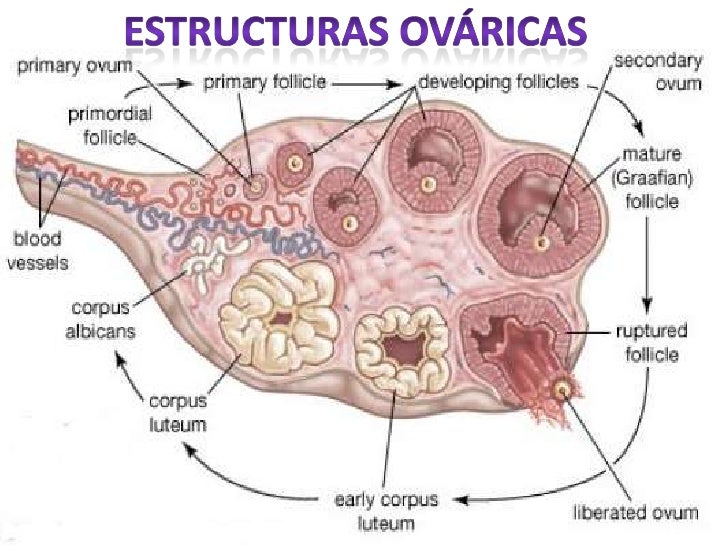 Clase ovario
