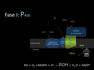 RH + O2 +NADPH + H+  ROH + H2 O + NADP+ 
Membrana RE 
Citocromo b5 
NADH reductasa 
Citocro 
mo b5 
NADPH 
C reductasa 
Lumen RE 
NAD+ NADH 
NADP+ 
NADPH 
P450 
P420 
R 
ROH 
RO-G GTS 
Fase I: P450 
RH + O2 +NADPH + H+  ROH + H2 O + NADP+ 
 