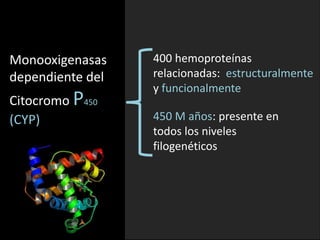 Monooxigenasas 
dependiente del 
Citocromo P450 
(CYP) 
400 hemoproteínas 
relacionadas: estructuralmente 
y funcionalmente 
450 M años: presente en 
todos los niveles 
filogenéticos 
 