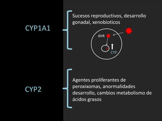 CYP1A1 
Sucesos reproductivos, desarrollo 
gonadal, xenobioticos 
AhR 
CYP 
CYP2 
Agentes proliferantes de 
peroxixomas, anormalidades 
desarrollo, cambios metabolismo de 
ácidos grasos 
 