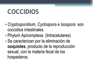 COCCIDIOS  Cryptosporidium, Cyclospora e Isospora   son coccidios intestinales  Phylum Apicomplexa  (Intracelulares)  Se caracterizan por la eliminación de  ooquistes , producto de la reproducción sexual, con la materia fecal de los hospederos.  