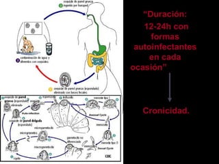 “ Duración: 12-24h  con  formas autoinfectantes en cada ocasión ”   Cronicidad. 