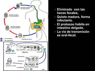 Eliminado  con las heces fecales,   Quiste maduro, forma infectante.  El protozoo habita en intestino delgado.   La vía de transmisión es oral-fecal. 