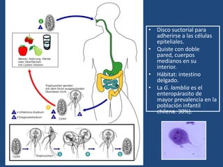 	Factores socioeconómicos.