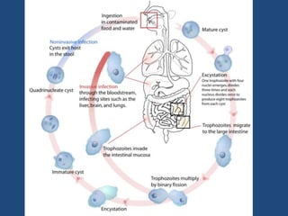 GiardiasisInfección mas frecuente en niños.