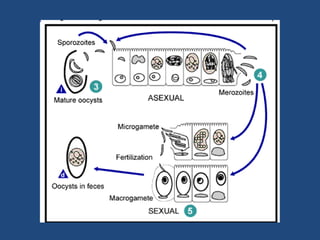 Hábitat: intestino delgado. 