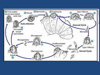 AmebiasisInfección por Entamoebahistolytica.Entamoebacoli, comensal.Forma infectante: Quiste con 4 núcleos.Ciclo directo.Vía de infección : oral.90% asintomáticos.Colitis disentérica (1%): 7-10 evacuaciones diarias acompañadas de dolor, lesiones ulcerosas, pujo, tenesmo, fiebre, compromiso del estado general.