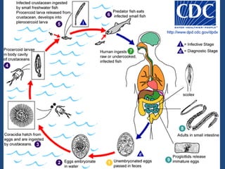 Este parásito secreta enzimas proteolíticas que actúan en la superficie del intestino grueso. También secreta hialorunidasa, rompiendo unión entre células produciendo necrosis de tejido –> úlcera.