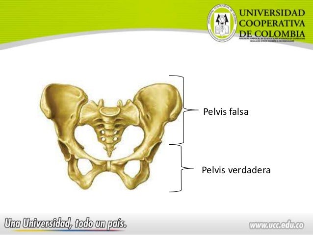 Pelvis Verdadera Y Pelvis Falsa