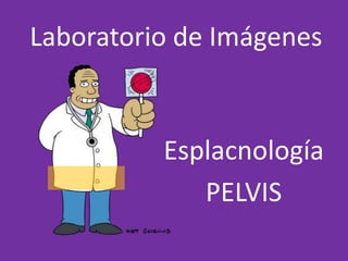 Laboratorio de Imágenes
Esplacnología
PELVIS
 