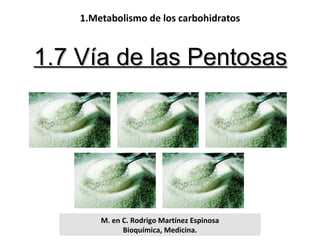 M. en C. Rodrigo Martínez Espinosa Bioquímica, Medicina. 1.7 Vía de las Pentosas 1.Metabolismo de los carbohidratos 