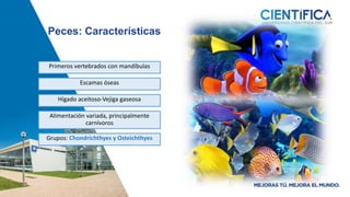 Peces: Características
Primeros vertebrados con mandíbulas
Escamas óseas
Hígado aceitoso-Vejiga gaseosa
Alimentación variada, principalmente
carnívoros
Grupos: Chondrichthyes y Osteichthyes
 