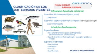 CLASIFICACIÓN DE LOS
VERTEBRADOS VIVIENTES Infraphylum Agnatha (o ciclistomo)
Super Clase Myxininomorphi (peces bruja)
Clase Mixini
Super Clase Cephalaspidomorphi (lampreas)
Clase Petromyzontia
Infraphylum Gnathostomata
Superclase Peces
clase Chondrichthyes (peces cartilaginosos)
(Elasmobranquios y Holocefalos)
Clase Osteichthyes (Actinopterygii y Saccopterygii) (peces
óseos)
Superclase Tetrapoda
Clase Amphibia
Clase Reptilia
Clase Aves
Clase Mammalia
PHYLUM CHORDATA
SUBPHILUM VERTEBRATA
Petromiyzontomorphi
 