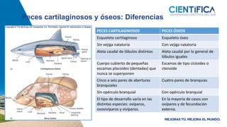 PECES CARTILAGINOSOS PECES ÓSEOS
Esqueleto cartilaginoso Esqueleto óseo
Sin vejiga natatoria Con vejiga natatoria
Aleta caudal de lóbulos distintos Aleta caudal por lo general de
lóbulos iguales
Cuerpo cubierto de pequeñas
escamas placoides (dentadas) que
nunca se superponen
Escamas de tipo cicloides o
ctenoide
Cinco a seis pares de aberturas
branquiales
Cuatro pares de branquias
Sin opérculo branquial Con opérculo branquial
El tipo de desarrollo varía en las
distintas especies: ovíparos,
ovovivíparos y vivíparos.
En la mayoría de casos son
ovíparos y de fecundación
externa.
Peces cartilaginosos y óseos: Diferencias
 