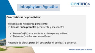 Características de primitividad:
- Presencia de notocorda persistente
- El tipo de riñón pronefro persistente y mesonefro
- * Mesonefro (f(x) en el ambiente acuático peces y anfibios)
- * Metanefro (reptiles, aves y mamíferos)
- Ausencia de aletas pares (ni pectorales ni pélvicas) y escamas
Infraphylum Agnatha
 