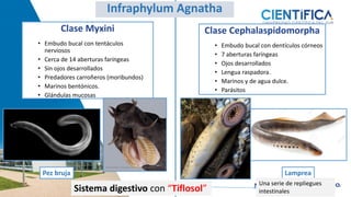 Clase Cephalaspidomorpha
• Embudo bucal con dentículos córneos
• 7 aberturas faríngeas
• Ojos desarrollados
• Lengua raspadora.
• Marinos y de agua dulce.
• Parásitos
Clase Myxini
• Embudo bucal con tentáculos
nerviosos
• Cerca de 14 aberturas faríngeas
• Sin ojos desarrollados
• Predadores carroñeros (moribundos)
• Marinos bentónicos.
• Glándulas mucosas
Lamprea
Pez bruja
Sistema digestivo con “Tiflosol”
Infraphylum Agnatha
Una serie de repliegues
intestinales
 