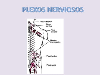 Plexos clase plexos nerviosos.pdf