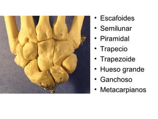 Escafoides Semilunar Piramidal Trapecio Trapezoide Hueso grande Ganchoso Metacarpianos