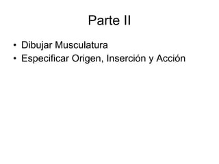 Parte II Dibujar Musculatura Especificar Origen, Inserción y Acción