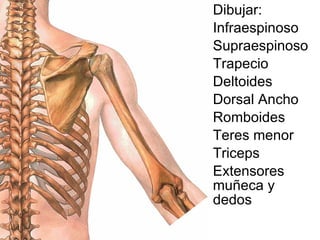 Dibujar: Infraespinoso Supraespinoso Trapecio Deltoides Dorsal Ancho Romboides Teres menor Triceps Extensores muñeca y dedos