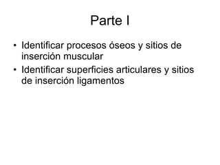 Parte I Identificar procesos óseos y sitios de inserción muscular Identificar superficies articulares y sitios de inserción ligamentos