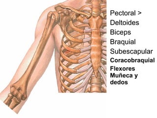 Pectoral > Deltoides Biceps Braquial Subescapular Coracobraquial Flexores Muñeca y dedos