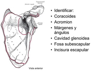 Identificar: Coracoides Acromion Márgenes y ángulos Cavidad glenoidea Fosa subescapular Incisura escapular Vista anterior
