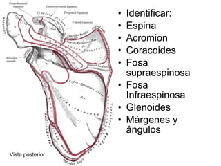 Identificar: Espina Acromion Coracoides Fosa supraespinosa Fosa Infraespinosa Glenoides Márgenes y ángulos Vista posterior