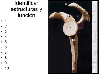 Identificar estructuras y función 1 2 3 4 5 6 7 8 9 10