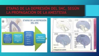 ETAPAS DE LA DEPRESIÓN DEL SNC, SEGÚN
LA PROPAGACIÒN DE LA ANESTESIA
 