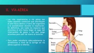 II. VÍA AÉREA
• Las vías respiratorias o vía aérea son
todos aquellos conductos que distribuyen
el aire hacia dentro o fuera del organismo
y lo acondicionan durante la inspiración.
En definitiva, son todos los espacios que
atraviesa el aire hasta llegar al lugar del
intercambio de gases y los que luego
atraviesa para salir de nuevo al exterior.
• Para poder estudiarla adecuadamente la
dividiremos a nivel de la laringe en vía
aérea superior e inferior.
 
