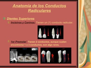 Anatomía de los Conductos
Radiculares
Dientes Superiores
Incisivos y Caninos: Tienen un (1) conducto radicular.
1er Premolar: Tienen 2 conductos, aunque suelen
encontrarse 1 o 3 conductos, son algo raros.
 
