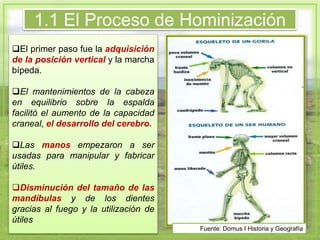 El primer paso fue la adquisición
de la posición vertical y la marcha
bípeda.
El mantenimientos de la cabeza
en equilibrio sobre la espalda
facilitó el aumento de la capacidad
craneal, el desarrollo del cerebro.
Las manos empezaron a ser
usadas para manipular y fabricar
útiles.
Disminución del tamaño de las
mandíbulas y de los dientes
gracias al fuego y la utilización de
útiles
1.1 El Proceso de Hominización
Fuente: Domus I Historia y Geografía
 