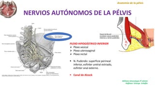NERVIOS AUTÓNOMOS DE LA PÉLVIS
Anatomía de la pélvis
PLEXO HIPOGÁSTRICO INFERIOR
 Plexo vesical
 Plexo uterovaginal
 Plexo rectal
 N. Pudendo: superficie perineal
inferior, esfínter uretral estriado,
esfínter anal externo.
 Canal de Alcock
Williams Ginecología 2ª edición
Hoffman. Schorge. Schaffer
 