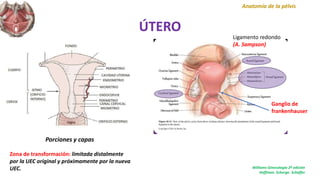 ÚTERO
Porciones y capas
Anatomía de la pélvis
Williams Ginecología 2ª edición
Hoffman. Schorge. Schaffer
Zona de transformación: limitada distalmente
por la UEC original y próximamente por la nueva
UEC.
Ligamento redondo
(A. Sampson)
Ganglio de
frankenhauser
 