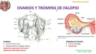 OVARIOS Y TROMPAS DE FALOPIO
Anatomía de la pélvis
OVARIOS:
 2-5 X 1.5-3 X 1.5 cm
 Corteza externa y medula interna
Ligamento suspensorio del ovario
Ligamento Infundibulo pelvico Williams Ginecología 2ª edición
Hoffman. Schorge. Schaffer
TROMPAS DE FALOPIO:
 7-12 cm de largo
 4 porciones
 
