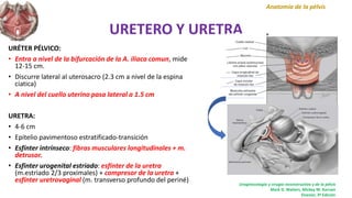 URETERO Y URETRA
URÉTER PÉLVICO:
• Entra a nivel de la bifurcación de la A. iliaca comun, mide
12-15 cm.
• Discurre lateral al uterosacro (2.3 cm a nivel de la espina
ciatica)
• A nivel del cuello uterino pasa lateral a 1.5 cm
URETRA:
• 4-6 cm
• Epitelio pavimentoso estratificado-transición
• Esfínter intrínseco: fibras musculares longitudinales + m.
detrusor.
• Esfinter urogenital estriado: esfínter de la uretra
(m.estriado 2/3 proximales) + compresor de la uretra +
esfínter uretrovaginal (m. transverso profundo del periné)
Anatomía de la pélvis
Uroginecología y cirugía reconstructiva y de la pélvis
Mark D. Walters, Mickey M. Karram
Elsevier, 3ª Edición
 