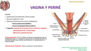VAGINA Y PERINÉ
VAGINA:
• Epitelio plano estratificado y lámina propia
• Muscular vaginal (m. liso)
• Adventicia (extensión de la fascia endopélvica)
*Fascia pubovesical (Halban)
*Fascia rectovaginal (Denonvilliers)
• Irrigación: superior (R. cervicales de la A. Uterina y vaginal)
pared posterior (A. rectal media)
inferior (A. pudenda interna)
*Cuerpo perineal: (2-3 cm desde el himen) convergencia del m.
bulboesponjoso, m. transverso superficial y profundo del periné,
membrana perineal, esfínter anal externo, m. puborectal y m.
pubococcígeo.
*Ramas del N. Pudendo: clítoris, perineal y rectal inferior.
Anatomía de la pélvis
Uroginecología y cirugía reconstructiva y de la pélvis
Mark D. Walters, Mickey M. Karram
Elsevier, 3ª Edición
 