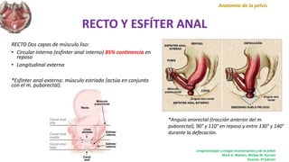 RECTO Y ESFÍTER ANAL
RECTO Dos capas de músculo liso:
• Circular interna (esfínter anal interno) 85% continencia en
reposo
• Longitudinal externa
*Esfinter anal externo: músculo estriado (actúa en conjunto
con el m. puborectal).
Anatomía de la pélvis
Uroginecología y cirugía reconstructiva y de la pélvis
Mark D. Walters, Mickey M. Karram
Elsevier, 3ª Edición
*Angulo anorectal (tracción anterior del m.
puborectal), 90° y 110° en reposo y entre 130° y 140°
durante la defecación.
 