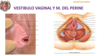 VESTIBULO VAGINAL Y M. DEL PERINE
Anatomía de la pélvis
 