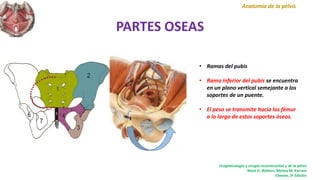 PARTES OSEAS
Anatomía de la pélvis
• Ramas del pubis
• Rama inferior del pubis se encuentra
en un plano vertical semejante a los
soportes de un puente.
• El peso se transmite hacia los fémur
a lo largo de estos soportes óseos.
Uroginecología y cirugía reconstructiva y de la pélvis
Mark D. Walters, Mickey M. Karram
Elsevier, 3ª Edición
 