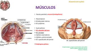 MÚSCULOS
Anatomía de la pélvis
Uroginecología y cirugía reconstructiva y de la pélvis
Mark D. Walters, Mickey M. Karram
Elsevier, 3ª Edición
• Fascias parietal y visceral (endopélvica)
• Pared lateral:
 M.obturador interno
 M. piriforme.
• Suelo pélvico:
 M. elevador del ano
 M. coccígeo
 Esfinter anal externo
 Esfinter uretral estriado
 M. superficiales del periné
 Diafragma pélvico
M. superficiales del periné
 