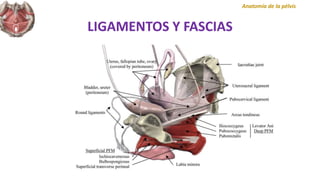 LIGAMENTOS Y FASCIAS
Anatomía de la pélvis
 