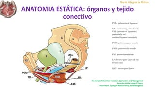 ANATOMIA ESTÁTICA: órganos y tejido
conectivo
The Female Pelvic Floor Function, Dysfunction and Management
According to the Integral Theory.
Peter Petros. Springer Medizin Verlag Heidelberg 2007
Teoría Integral de Petros
 