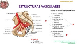 ESTRUCTURAS VASCULARES
Anatomía de la pélvis
RAMAS DE LA ARTERIA ILIACA INTERNA
 División anterior:
 A. Obturatriz
 A. Umbilical
 A. Vesical superior
 A. Uterina
 A. Vaginal
 A. Rectal media
 A. Pudenda Interna
 A. Glútea Inferior
 División posterior:
 A. Iliolumbar
 A. Sacrolateral
 A. Glútea súperior
Uroginecología y cirugía reconstructiva y de la pélvis
Mark D. Walters, Mickey M. Karram
Elsevier, 3ª Edición
P
P
V
R. D. Aorta:
 A. ovárica
 A. rectal superior
 