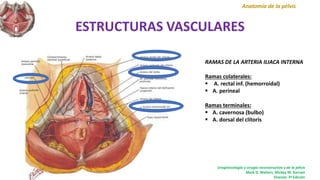 ESTRUCTURAS VASCULARES
Anatomía de la pélvis
RAMAS DE LA ARTERIA ILIACA INTERNA
Ramas colaterales:
 A. rectal inf. (hemorroidal)
 A. perineal
Ramas terminales:
 A. cavernosa (bulbo)
 A. dorsal del clítoris
Uroginecología y cirugía reconstructiva y de la pélvis
Mark D. Walters, Mickey M. Karram
Elsevier, 3ª Edición
 