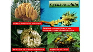 Claser Claser 2 Sistemática Fanerogamia. de las plantaspptx | PPTX